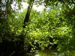 خیلی خیلی کوچک (1) (کفشدوزک ها)